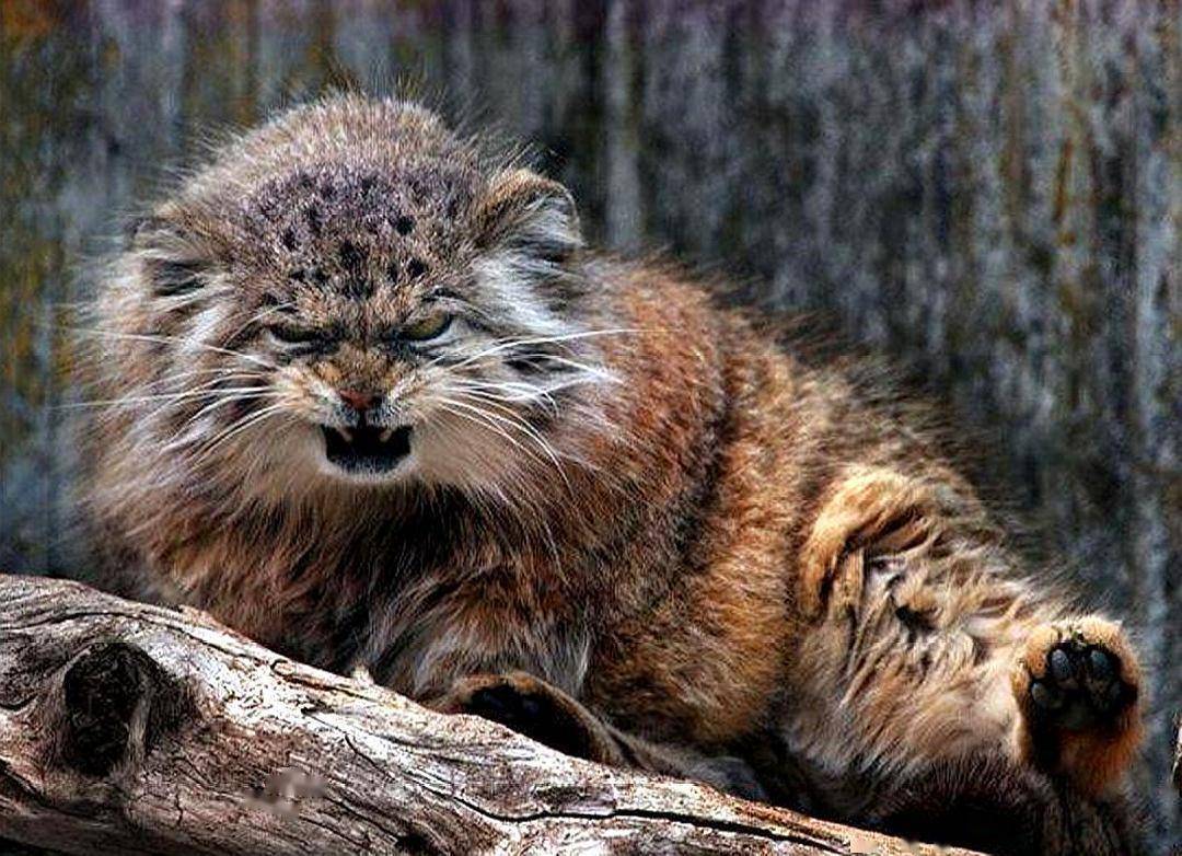 2公斤重的兔狲有着老虎一样的眼神表情更是丰富的像人