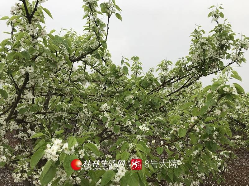 一树树、一片片，梨花随风飞舞！赶紧来赶一场春“雪”吧