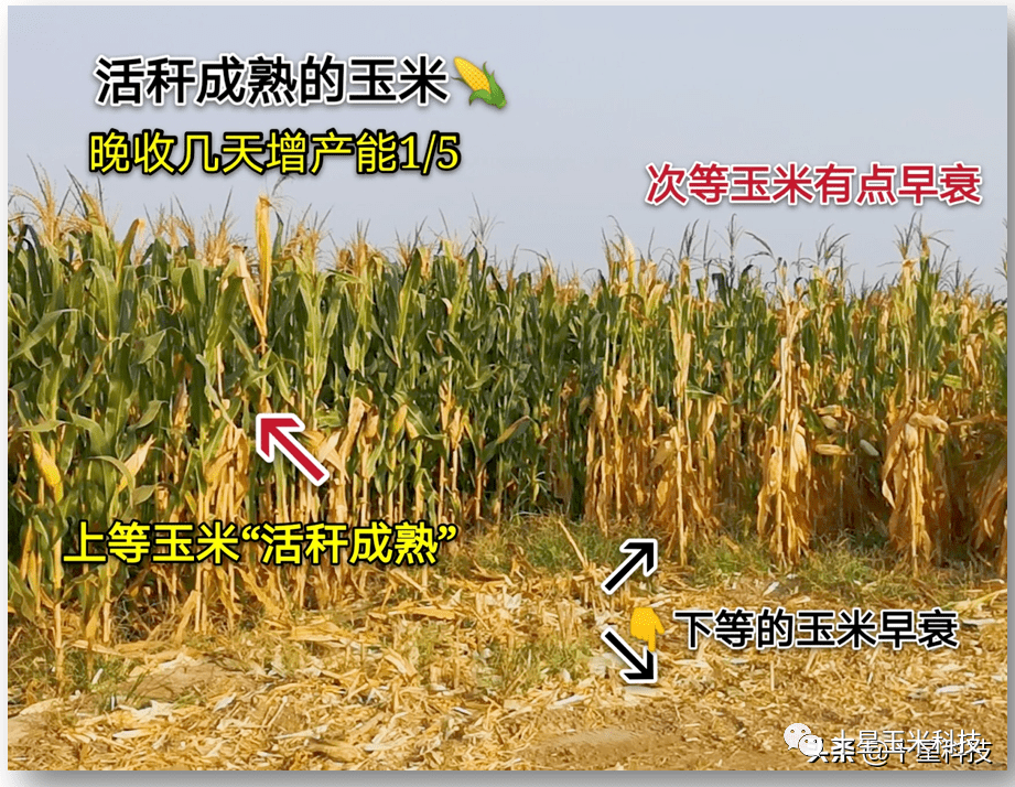 登海371玉米产量图片