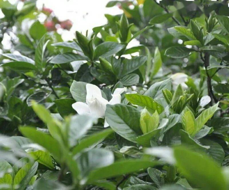怎么挑选健康的茉莉花 3ba79f5819114adea60d92614b3ce14b.jpeg