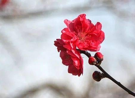 【探索】申城桃花提前初绽，预计3月上中旬进入盛花期