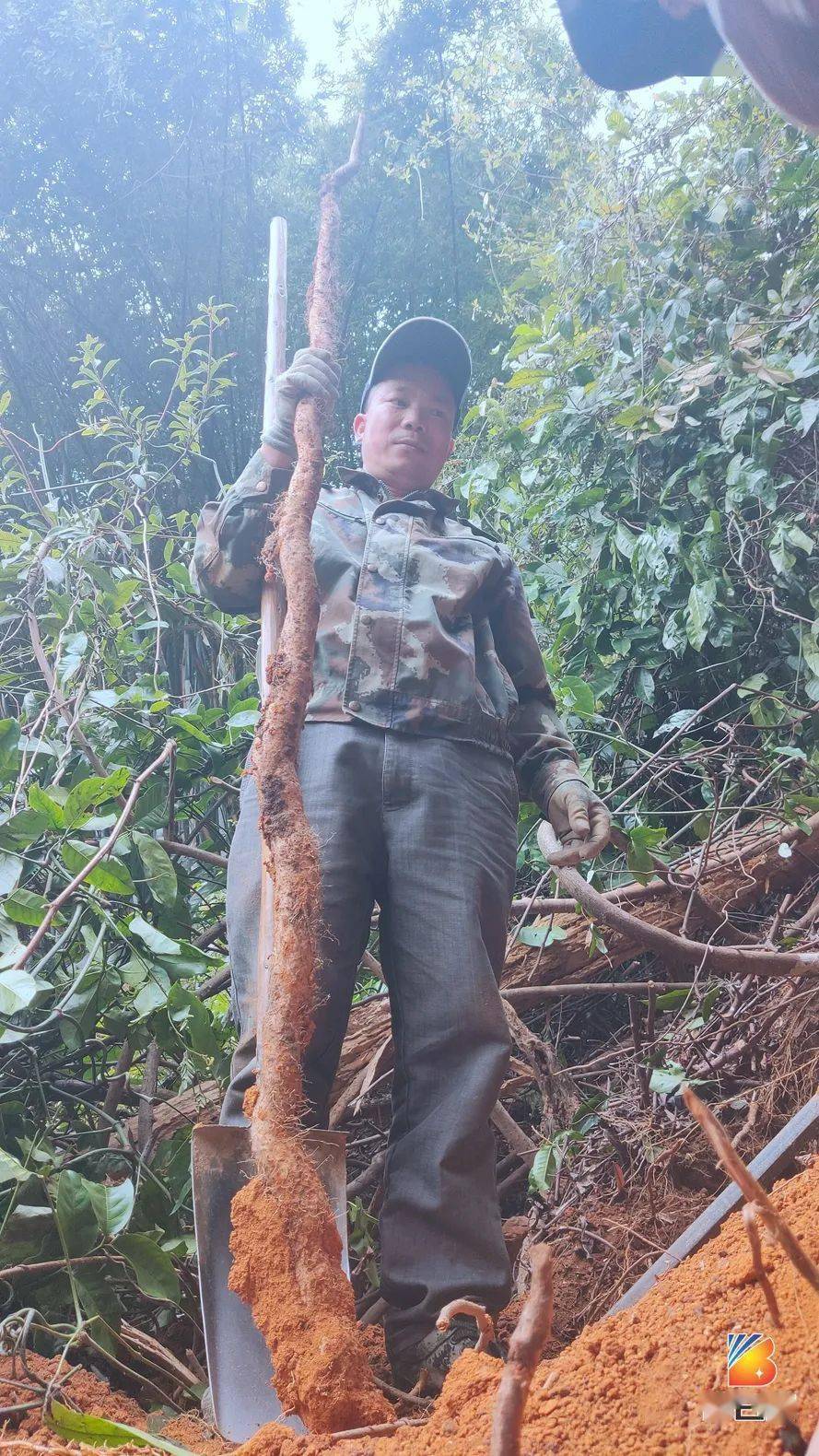 这些山药,真正是大自然孕育的东西,生长在野外不经人工干预,不添加