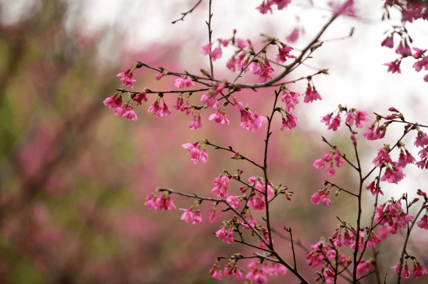 珠江公园樱花图片
