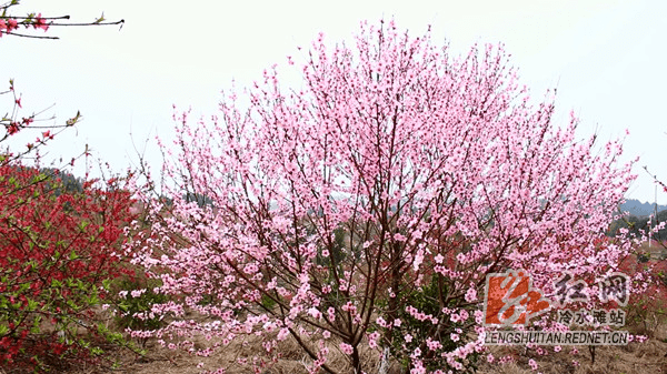 冷水滩蔡市镇：500余亩桃花提前盛开 “打卡”游客纷至沓来