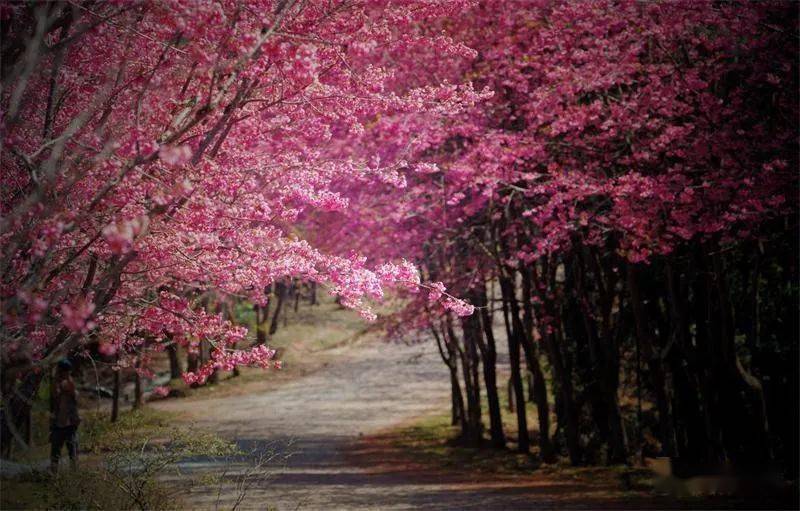 新平磨盘山樱花图片图片