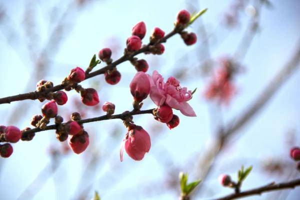 探索 申城桃花提前初绽 预计3月上中旬进入盛花期 旅景网