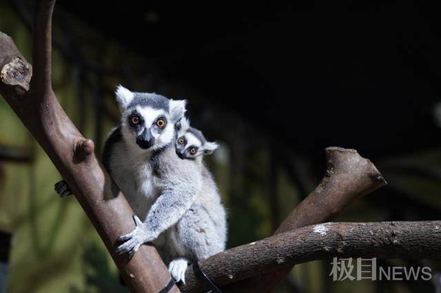 环尾狐猴“团团”元宵节与游客见面，系武汉极地海洋公园首个“牛年宝宝”