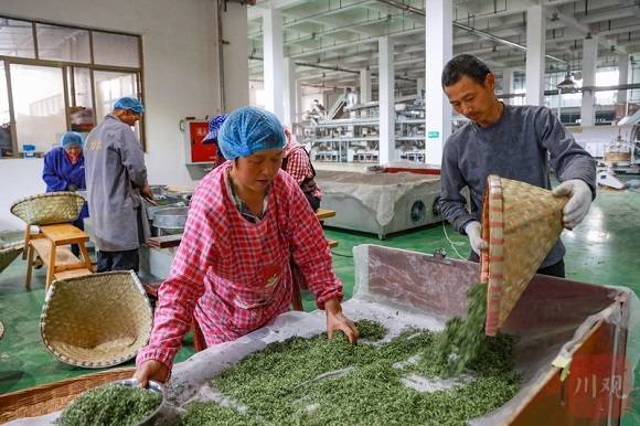 茶叶|雅安春茶“上新”，卖茶还卖风光