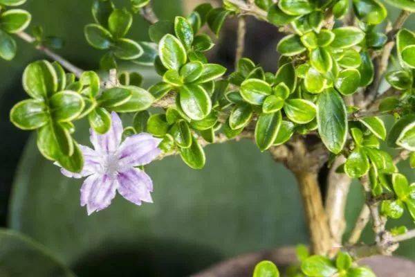 正确修剪碎叶冬青盆景才能株型优美