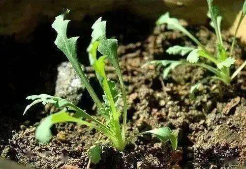 工作丨通州区禁种铲毒宣传无死角确保零种植零产量