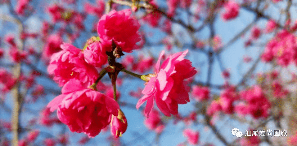 3月4678日出發僅需268元揭西櫻山花谷豐順大寶山燈光秀一天遊