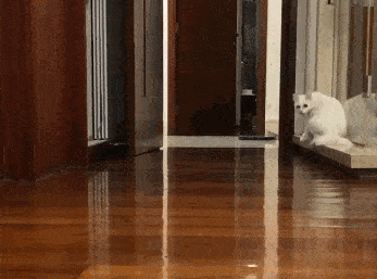 347_257gif 动态图 动图