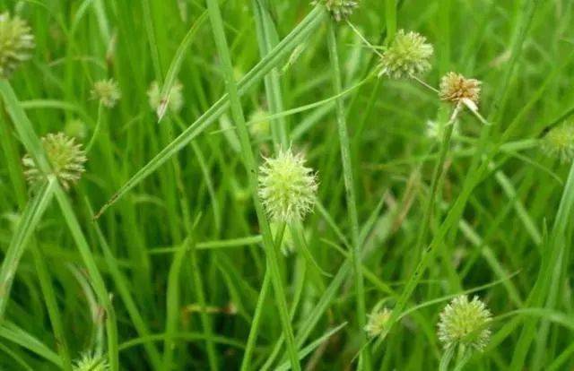 农村这种野草叫"水蜈蚣",以前总是被农民根除,现在卖18元一斤!