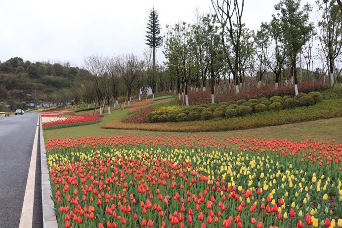 ​来这里邂逅最美的春天 两江协同创新区30万株郁金香开启明月湖春季赏花节之约