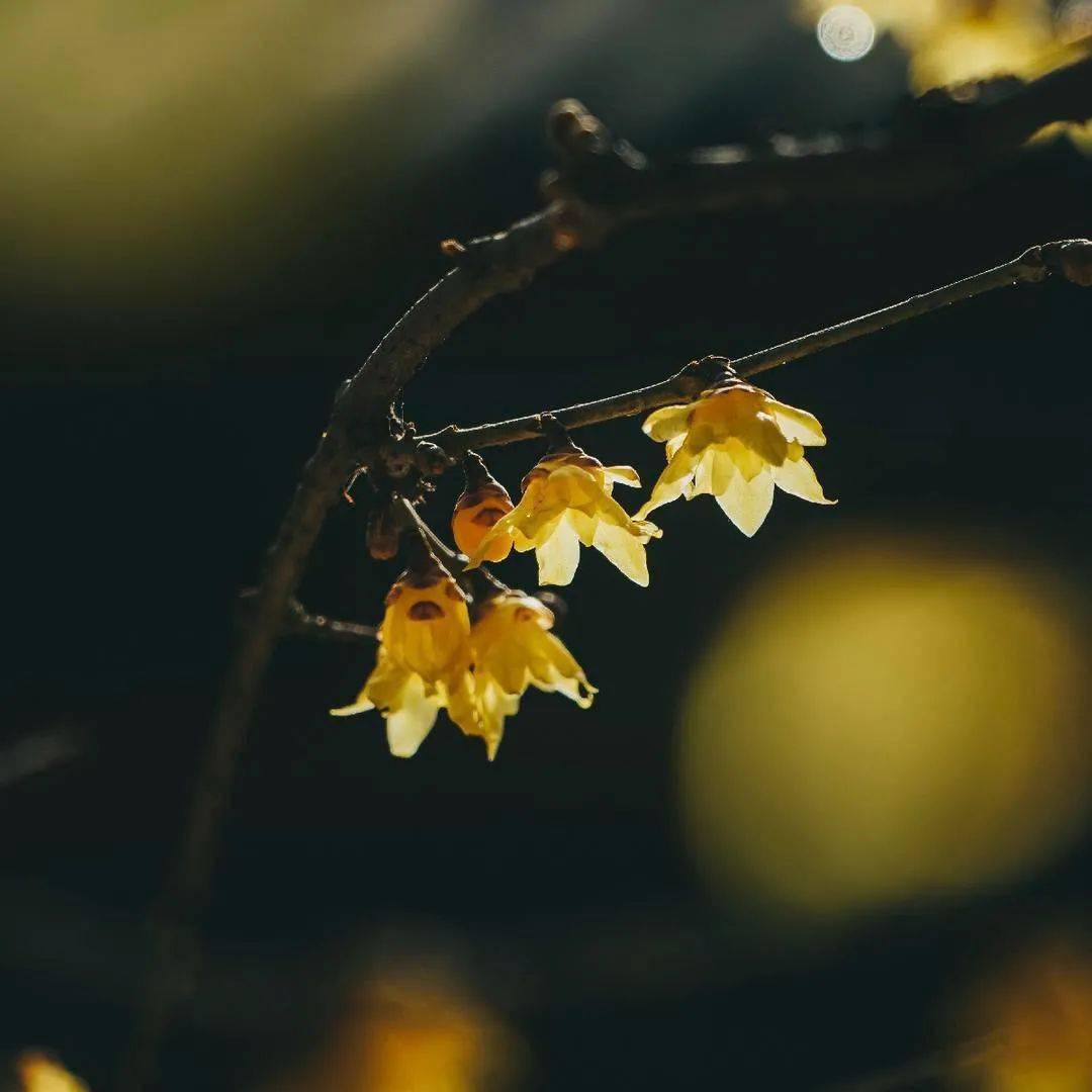 京城春日赏花地图