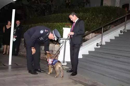 小警犬慘遭開除，竟是因為……好氣哦！！ 萌趣萌寵 第18张