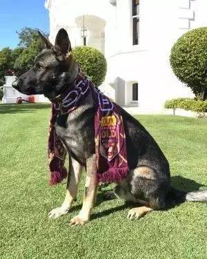 小警犬慘遭開除，竟是因為……好氣哦！！ 萌趣萌寵 第28张