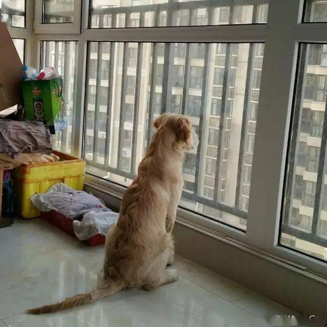 狗狗可能是最沒有時間觀念的動物了，不信你離開兩分鍾試試！ 萌趣萌寵 第15张