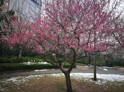 各路“花仙子”来赶趟 郑州公园廊道开启赏花模式