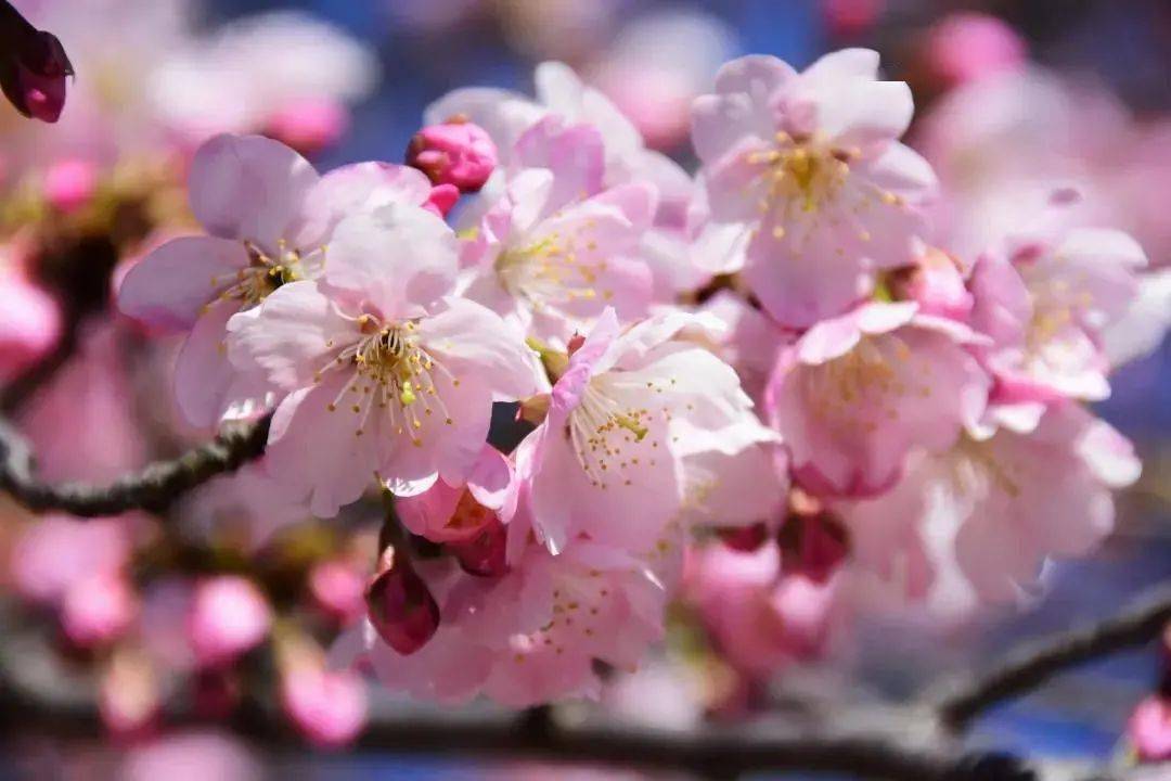 快收好！早春“百花图”惊艳上线！梅花吐芳、樱梅娇艳，赏花打卡指南为你整理好了！