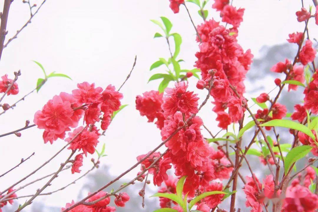 春意浓！翔安这个地方的桃花正盛，一大波美图来了……