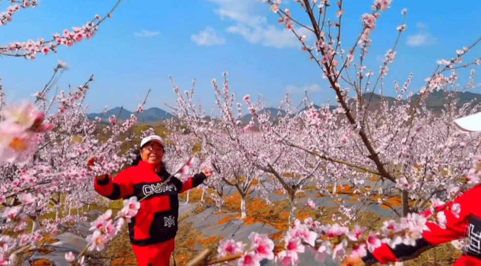 明天！维摩看千亩桃花，中医院赏满园樱花