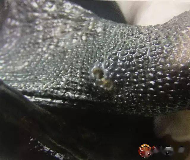 乌龟体外寄生虫图片