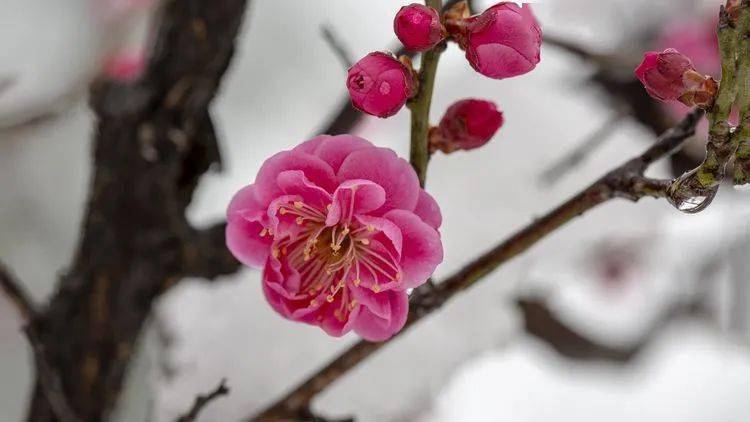 紅梅映雪兆豐年