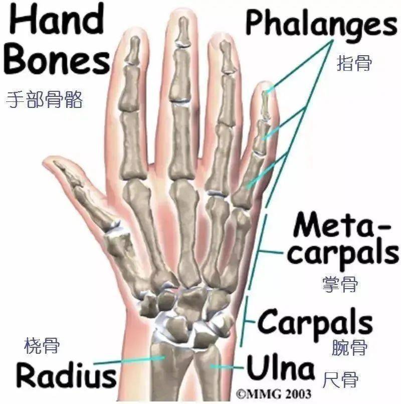 掌指关节由掌骨与指骨连接构成,是手部的主要关节