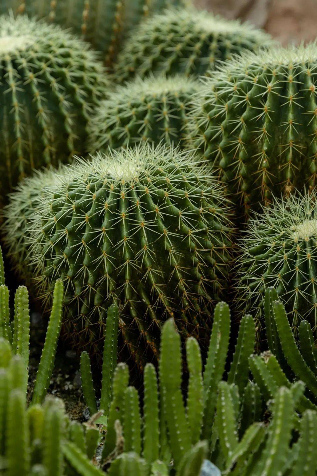 广州最值得去的春游圣地,每一处都是壁纸级好看_植物园