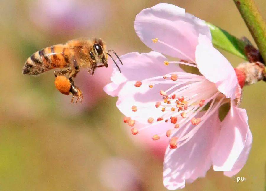 成群的蜜蜂在花丛中飞来飞去,不停地在桃花上采蜜.
