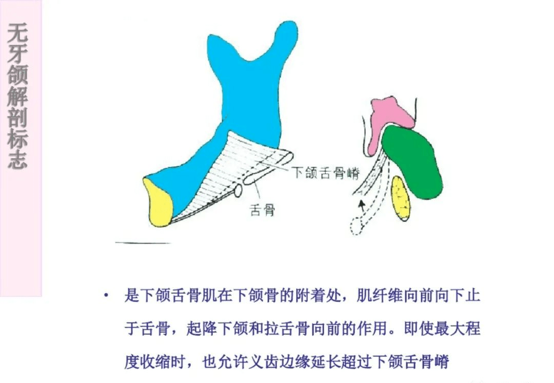 【干货】无牙颌解剖标志