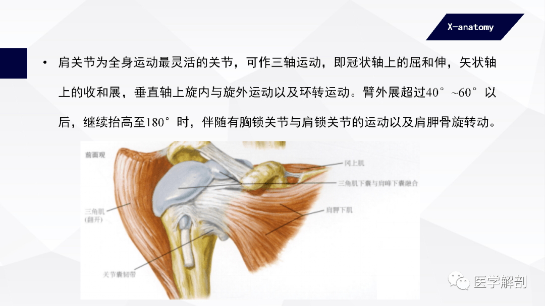 掌指關節 metacarpophalangeal joint:共5個,由掌骨頭與近節指骨底