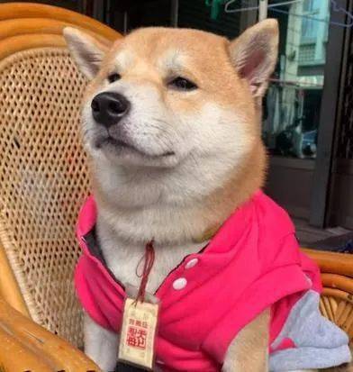 庙里发现一狗子淡定跪拜,网友:有信仰的狗就是不一样