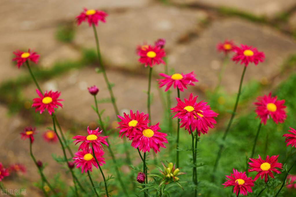 蔷薇花几月份扦插好成活 9033ef3f0d2d4004a81f2a3c49365ceb.jpeg