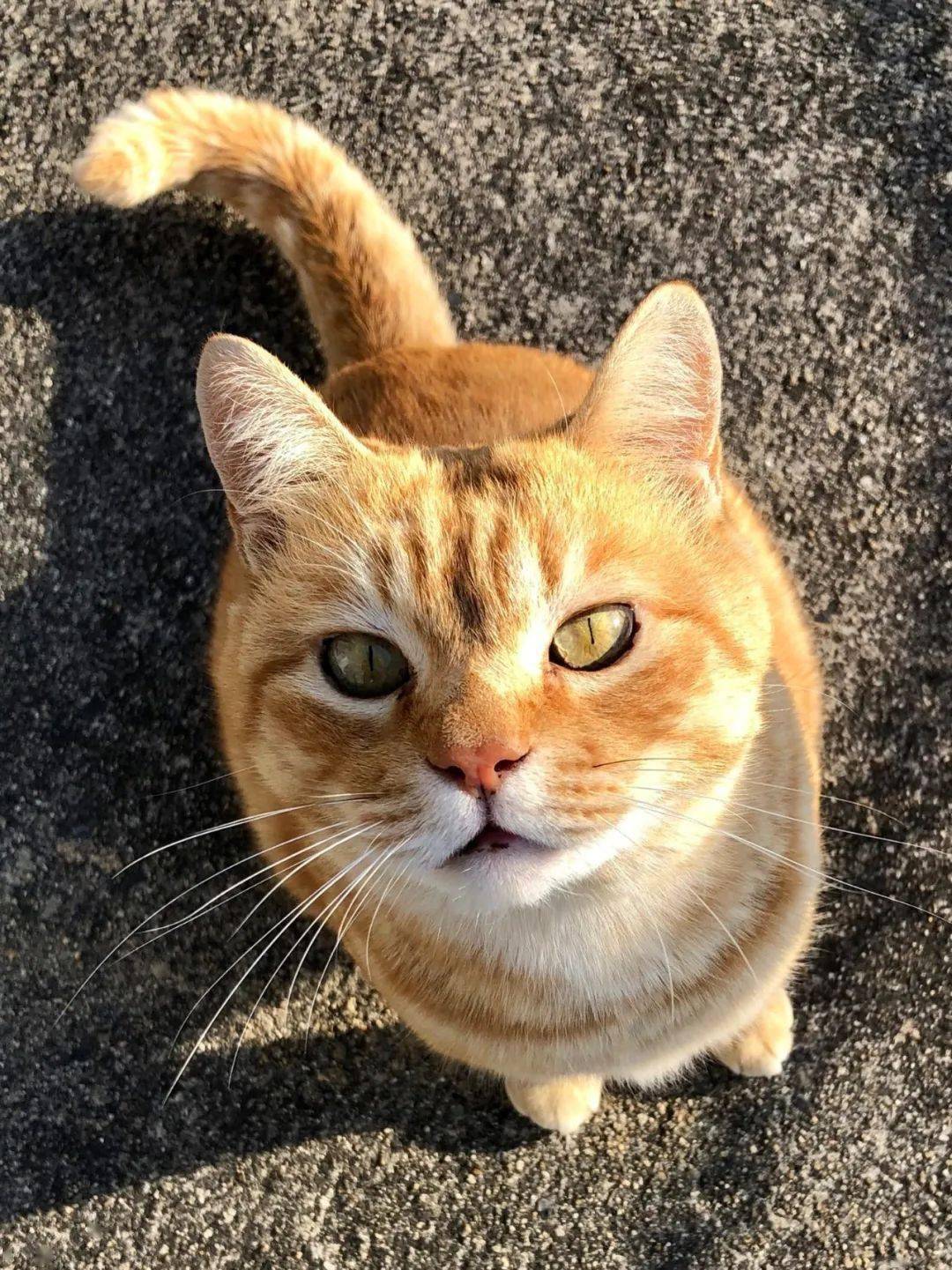 硬闯4年美术馆的日本小猫咪终于进去了门卫大叔不屑一笑就这