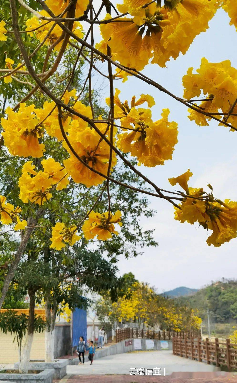 信宜这个镇200多株黄花风铃盛放美如童话