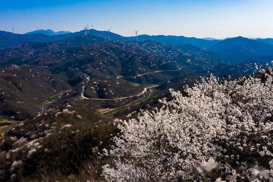 大悟樱花烂漫五岳山美成仙境