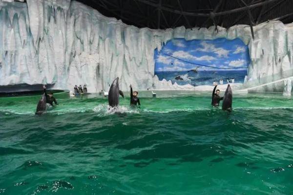 哈尔滨极地公园3月12日启幕！海豚入驻世界顶级极地秀场