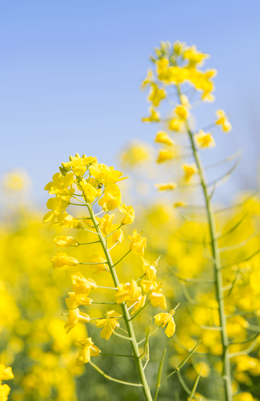 惊艳这一片金灿灿的油菜花是西昌春日限定的美好