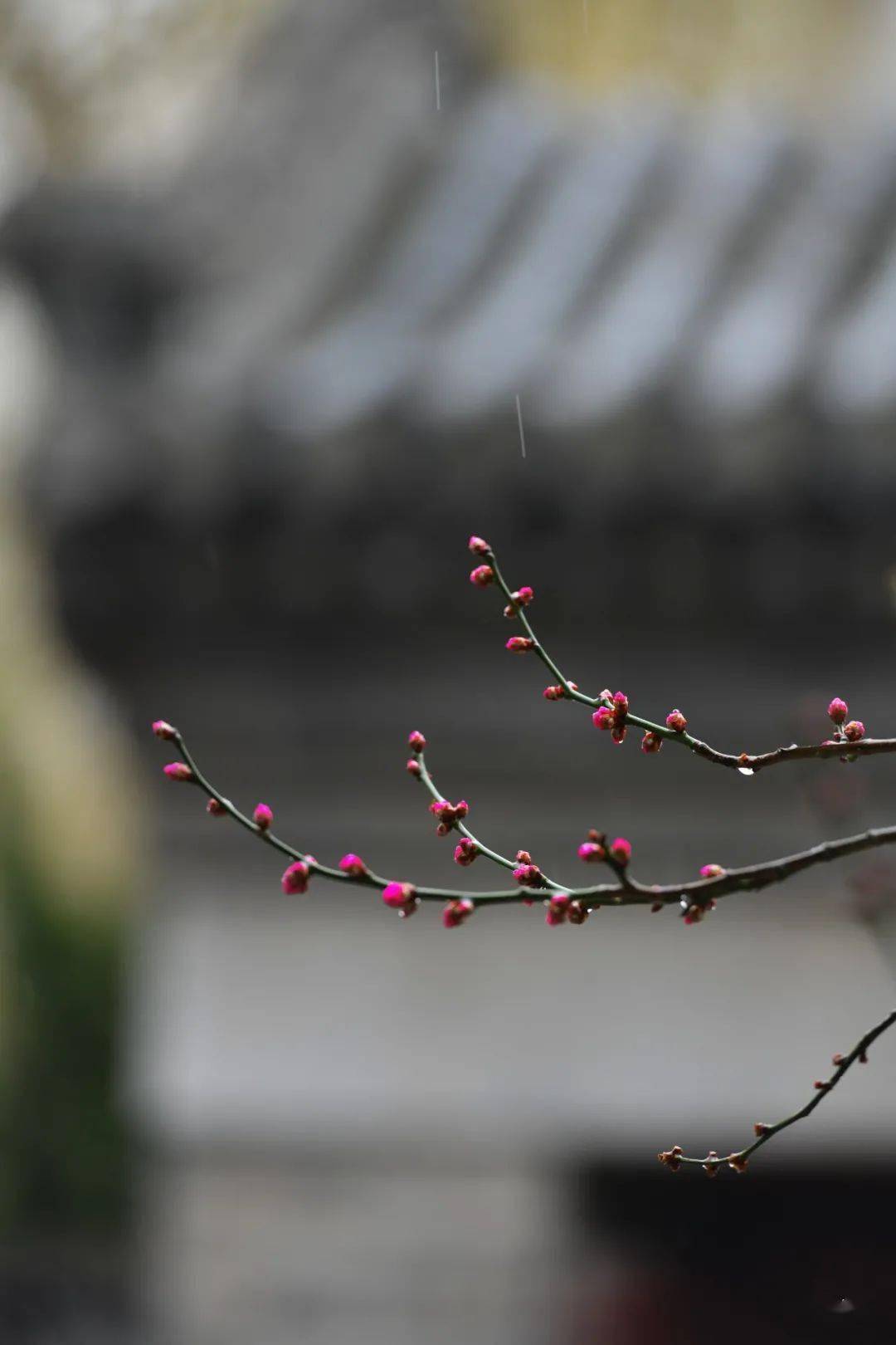 密密春雨像什么_密密的春雨像什么的句子_密密的春雨像什么