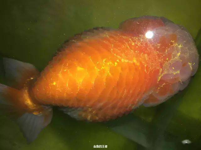 实战 | 爱鱼穿孔炸鳞沉底,一天打一针,一周后.