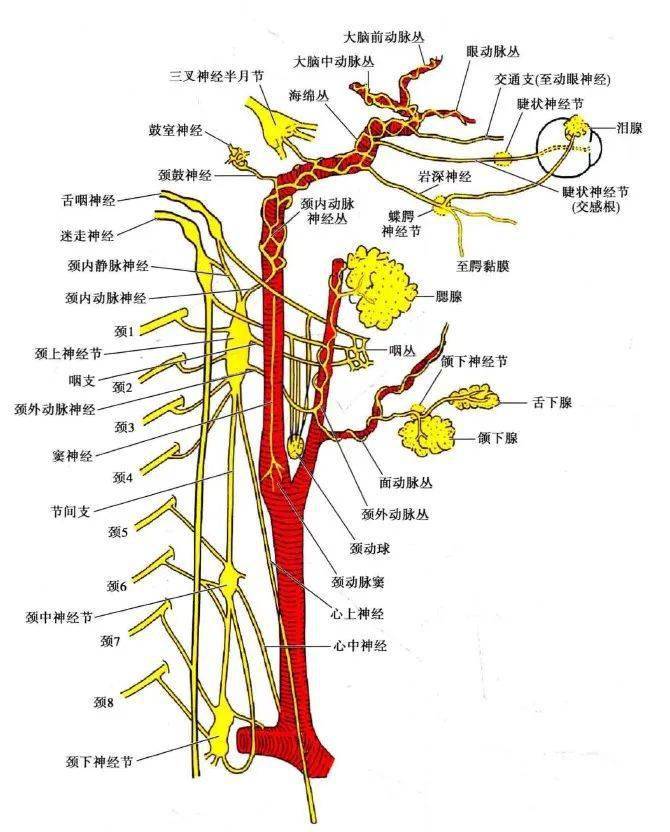 交感神经颈部解剖简介