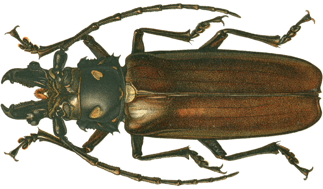 大山锯天牛 callipogon relictus,雄虫上颚发达,前端分叉,前胸背板具