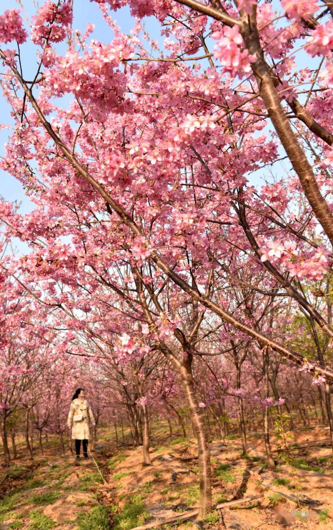 巢湖這裡600餘畝櫻花競相綻放_三花