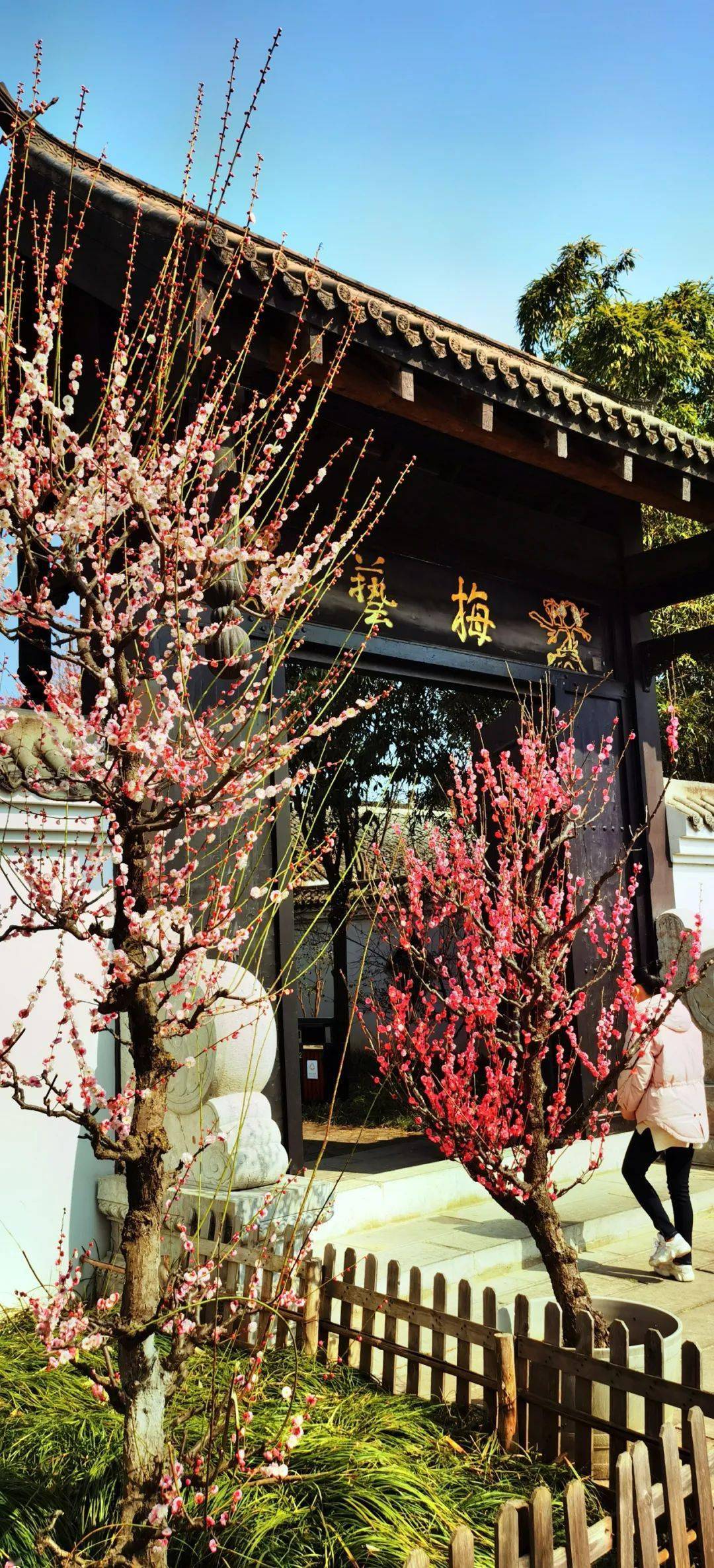 合肥植物园梅园占地150余亩,收集种植梅花品种150余种,5000余株,是