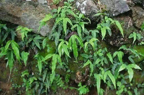 用于小儿惊风,感冒咳嗽,小儿支气管肺炎,咽喉肿痛,扁桃体炎,中暑腹痛