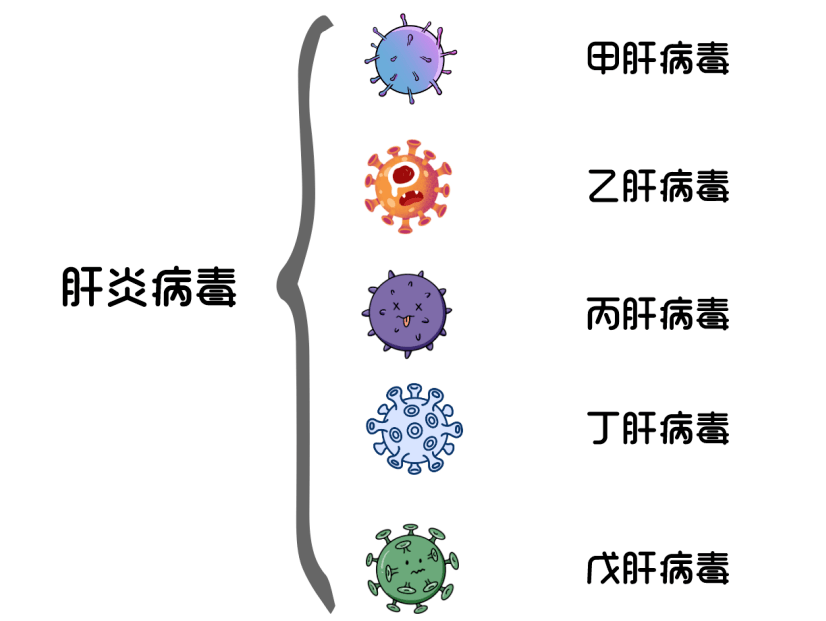 出入境常見傳染病衛生大講堂丨帶你認識病毒性肝炎