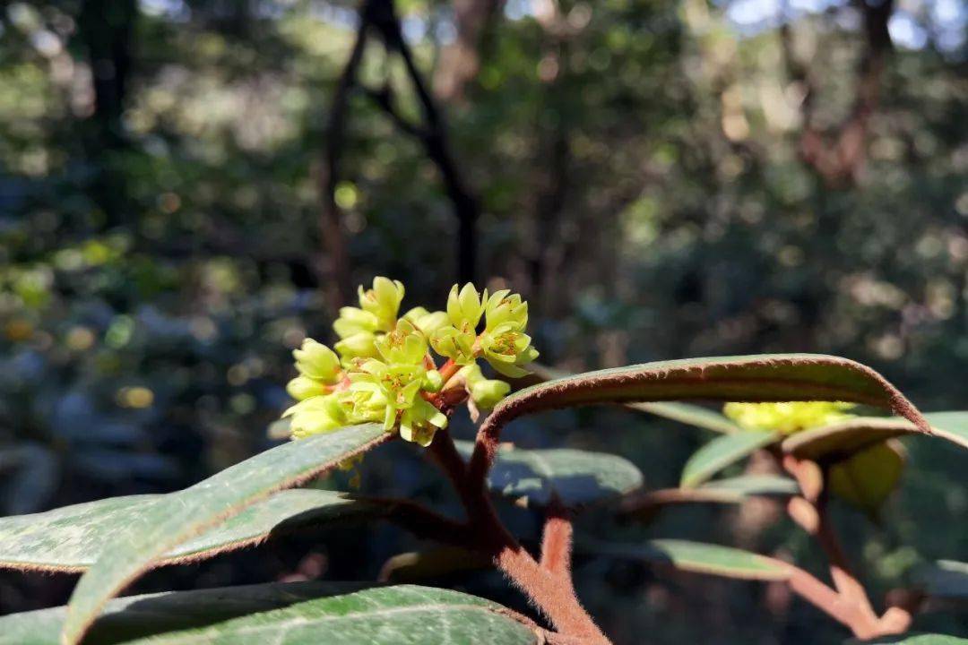 品质文化之都 春暖花开 到清溪看润楠花海 万紫千红禾雀花 大王