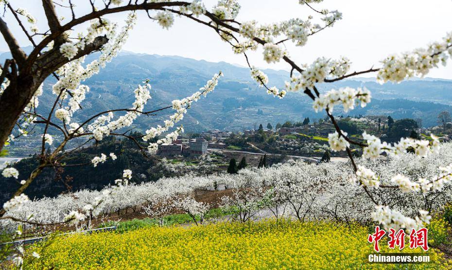 四川叙永万亩乌蒙花海蔚为壮观